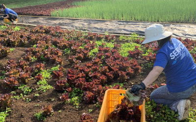 Servco Rescues Lettuce with Aloha Harvest on Earth Day