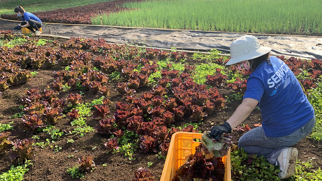 Servco Rescues Lettuce with Aloha Harvest on Earth Day